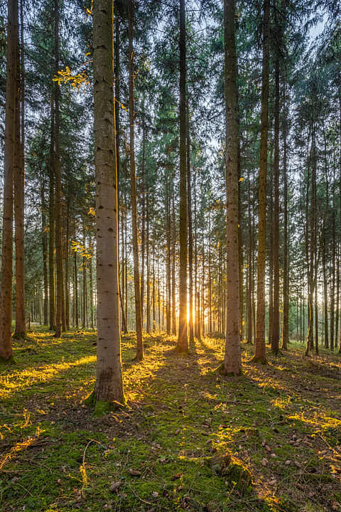 Gemeinde Reischach Landkreis Altötting Arbing Weiher Wald (Dirschl Johann) Deutschland AÖ